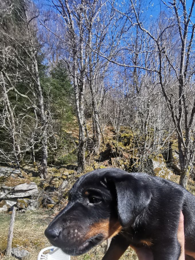 Afje Jerven av kennel Kalvegjerde. Regnr NO34906/22. Solgt