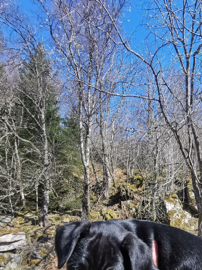 Afje Falken av kennel Kalvegjerde. Regnr NO34905/22