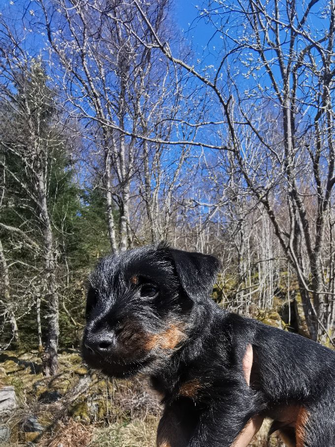 Afje Trippen av kennel Kalvegjerde. Regnr NO34904/22. Solgt